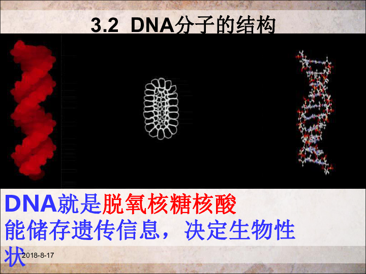 人教版高中生物必修二 3.2 DNA分子的结构（14张）