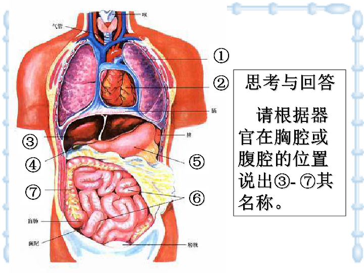 胸腔图片结构图图片