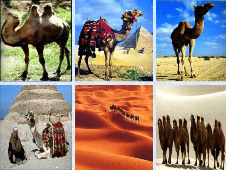 人教版小学语文三年级上册《找骆驼》课件