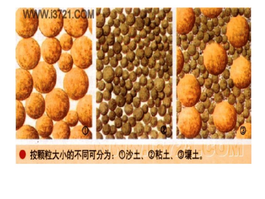 科学三年级下苏教版1.3肥沃的土壤课件