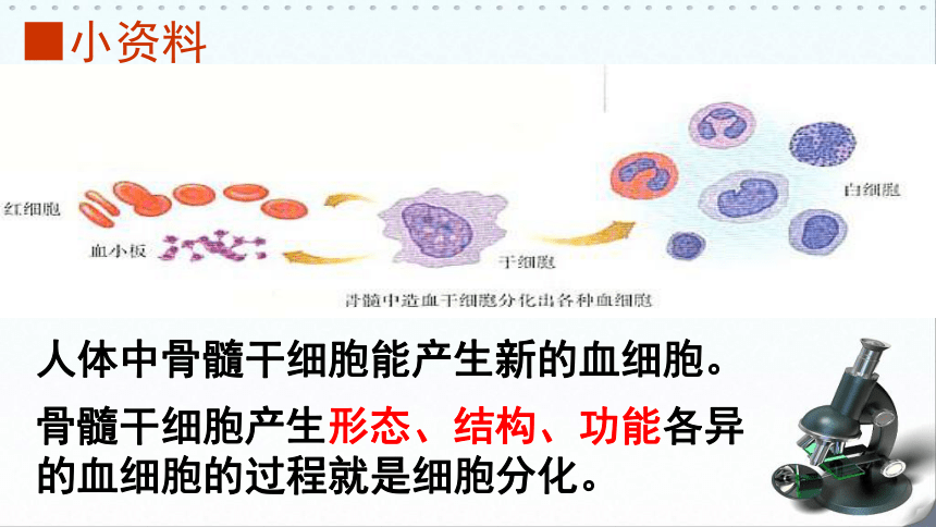 高中生物浙科版>必修1 第四章 细胞的增殖与分化第二节 细胞的分化课件（19张）