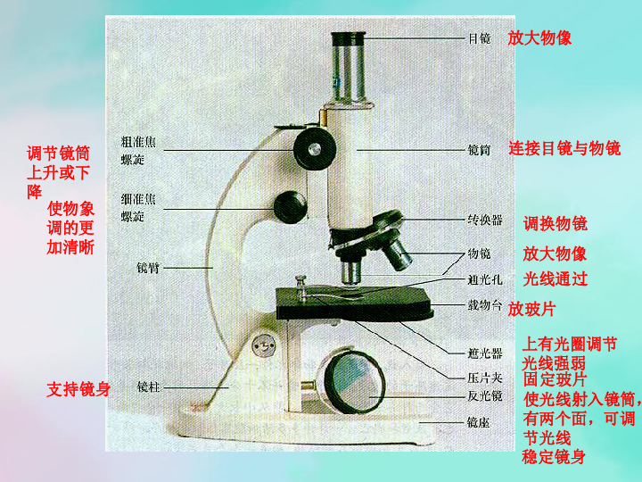 第一节练习使用显微镜课件  (共21张PPT)