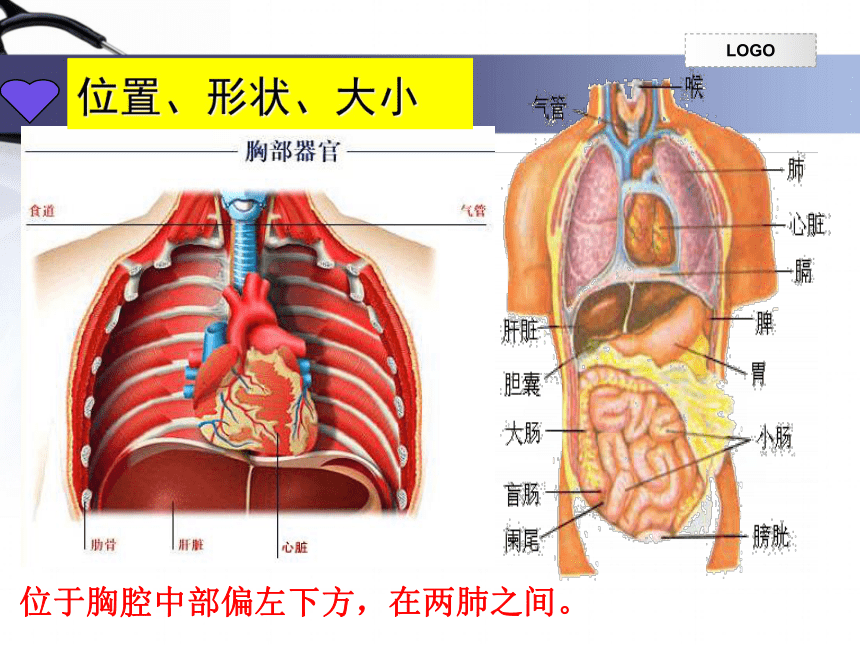 人教版初中生物七年级下册课件 第四章   第三节   输送血液的泵——心脏（共 32 张ppt）