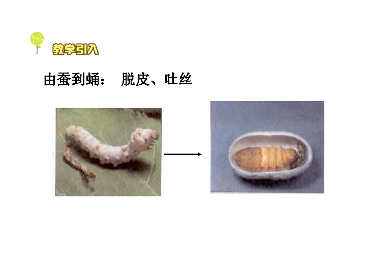 2.2《蚕的生长变化》 课件（13张PPT）