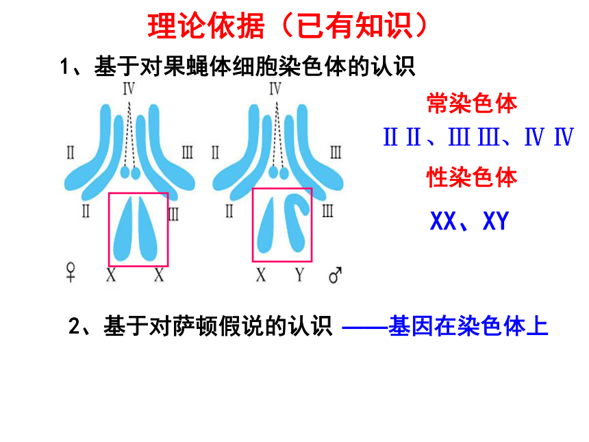 福建省晋江市季延中学人教版高中生物必修二课件：2.2基因在染色体上 (共33张PPT)