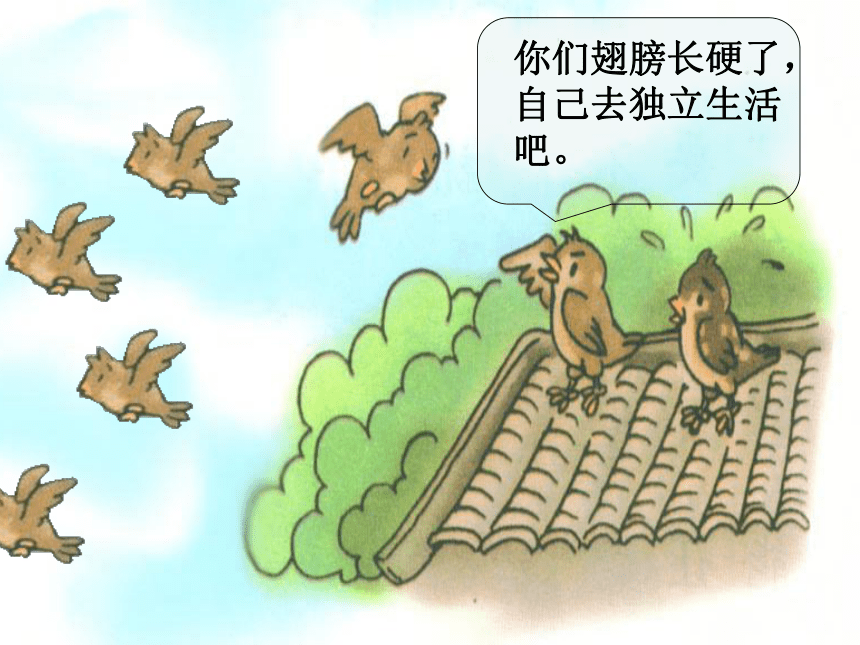 二年级语文下册课件 被赶出家门的小麻雀（北京版）