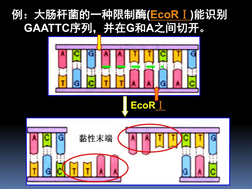 人教版高中生物必修二6.2基因工程及其应用-课件（20张ppt）