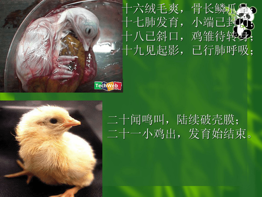 動物的發育課件(28ppt)