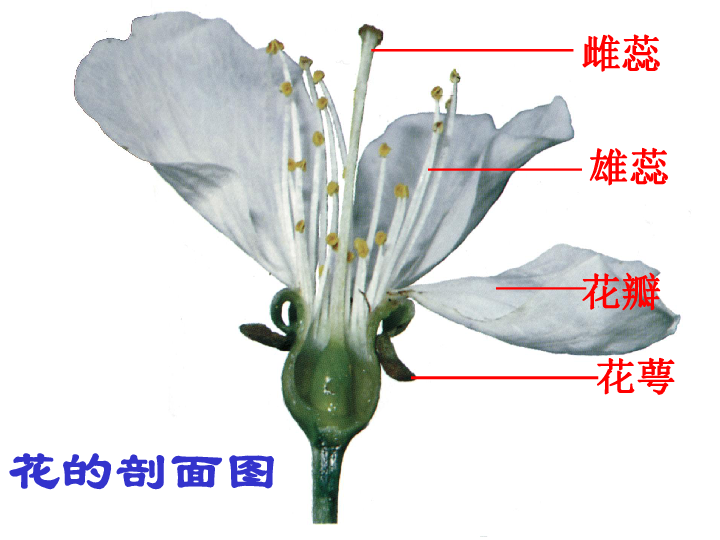 海棠花剖面图图片