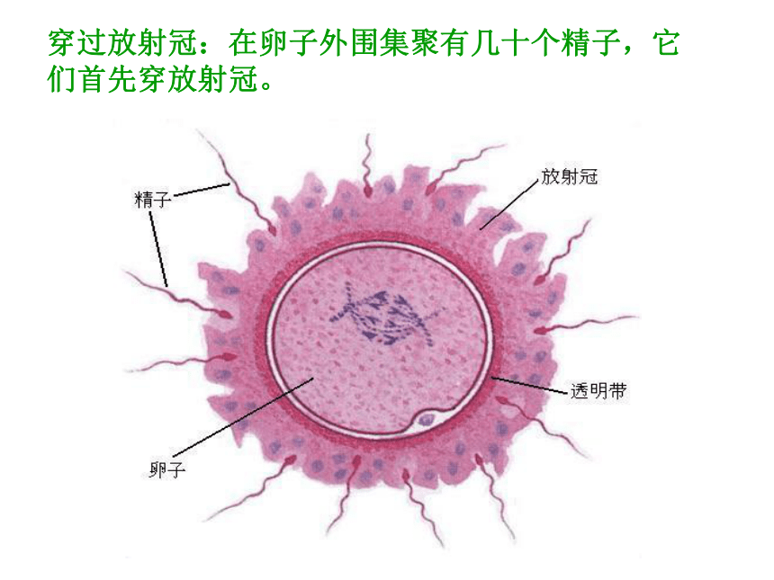 从受精卵谈起