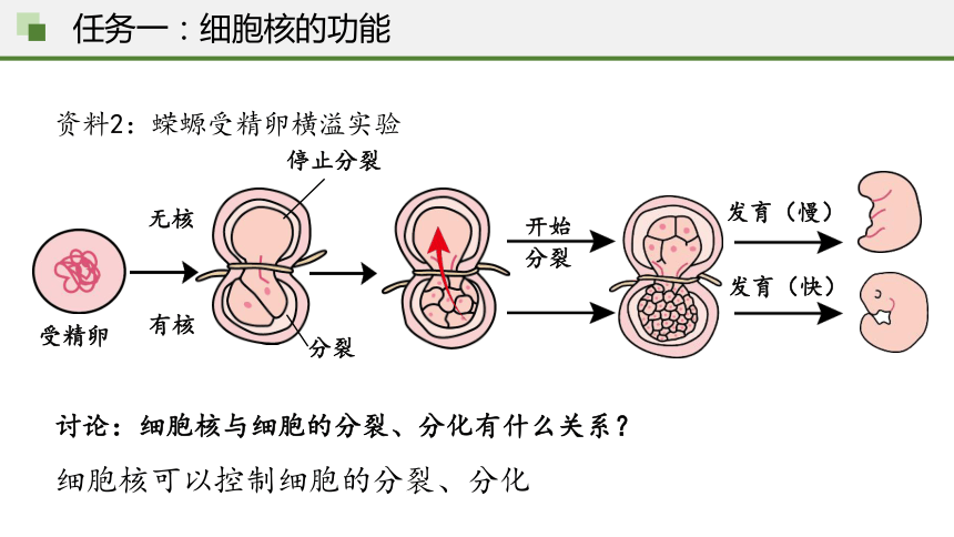 细胞核图解图片