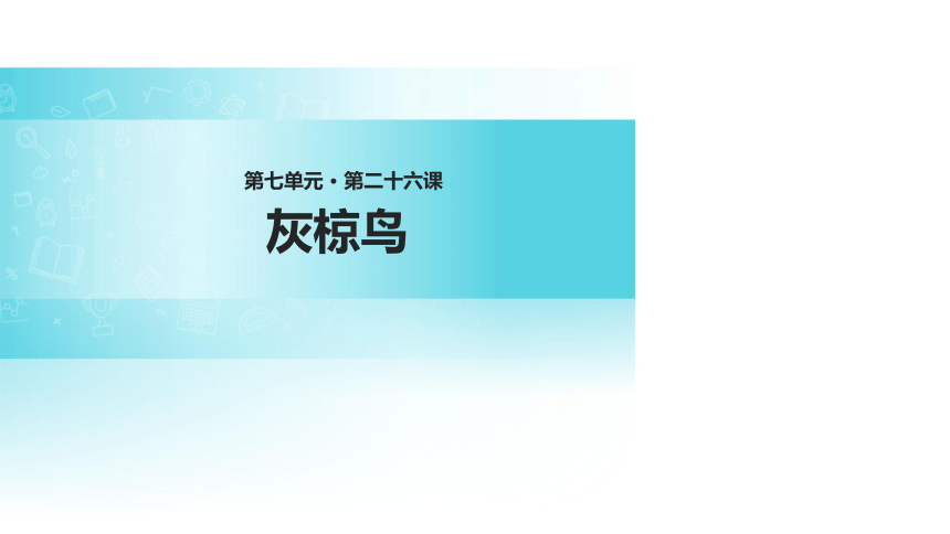 灰椋鸟课件 (共19张PPT)