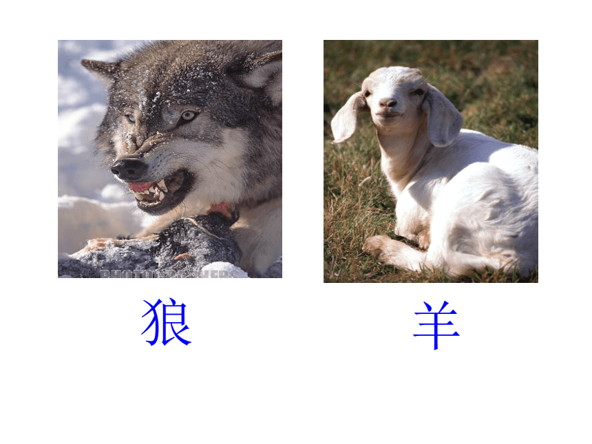沪教版二年级语文上册《狼和小羊》课件
