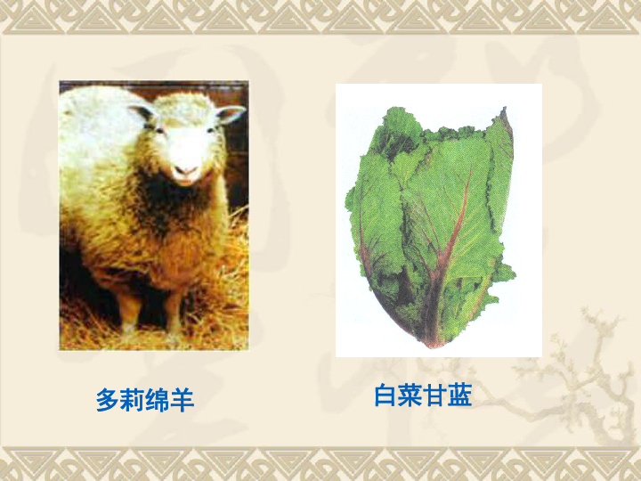 植物细胞工程课件 共28张PPT