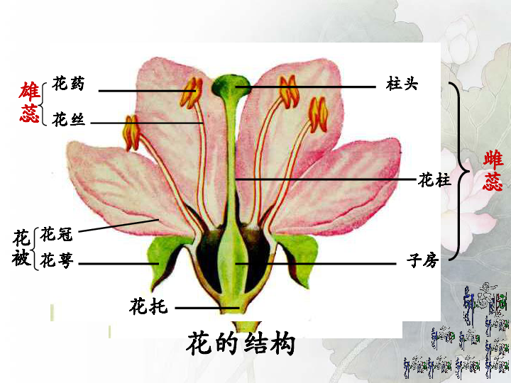 人教版生物八年级下册：7.1.1 植物的生殖课件 (共18张PPT)