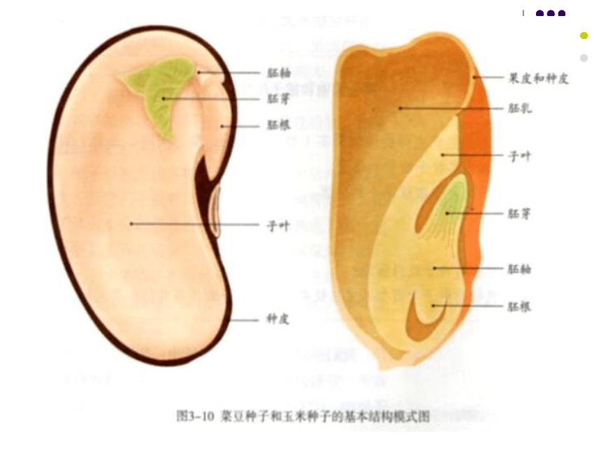 被子植物种子的结构图片