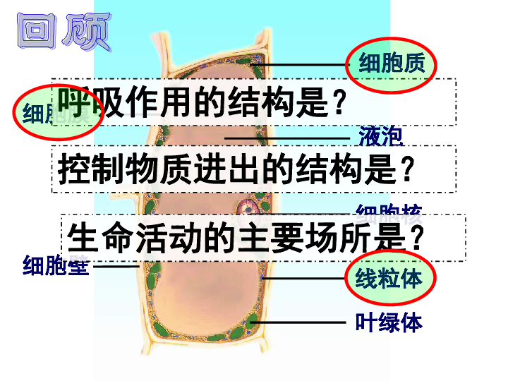 苏教版生物七年级上册3.3细胞分裂与分化(共37ppt)