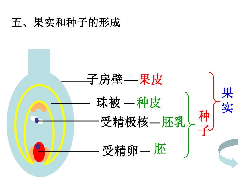 八年级下册生物第一章生物的生殖和发育 复习课件（共30张ppt）