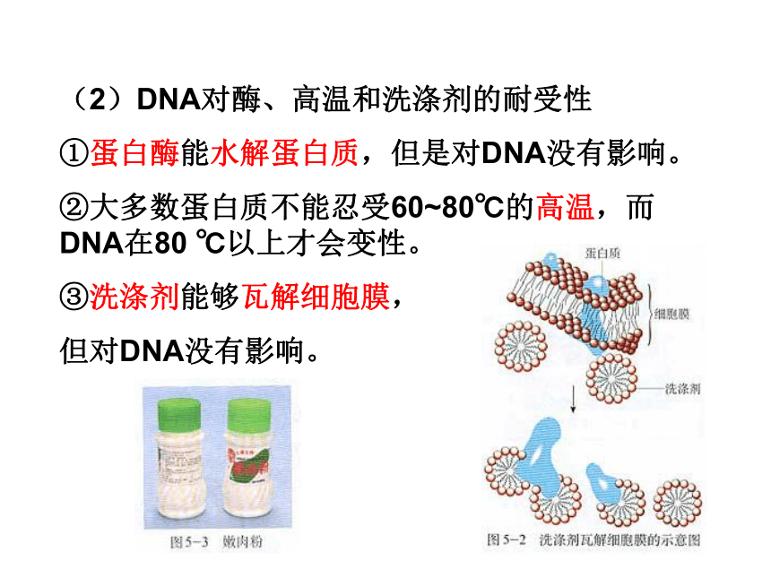 人教版高中生物选修一专题五课题一 DNA的粗提取与鉴定（17张PPT)