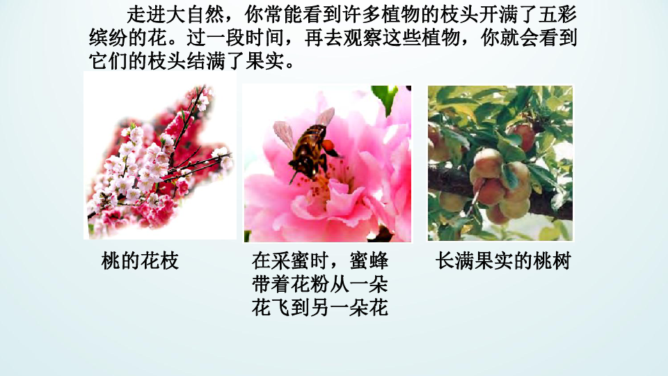 2.5 常见的植物（课件 15张ppt）