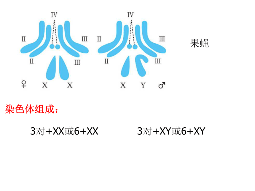 浙科版高中生物必修二第二章第三节  性染色体与伴性遗传（34张PPT）