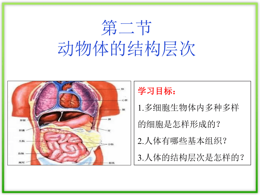 222动物体的结构层次课件共18张ppt20212022学年人教版生物七年级上册