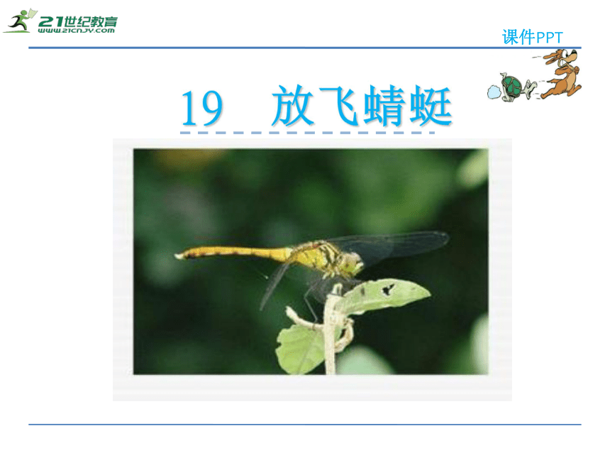 19放飞蜻蜓 课件