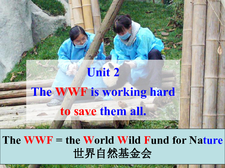 Module 6  Animals in danger. Unit 2 The WWF is working hard to save them all.课件20张无音频