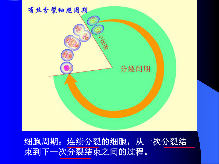 有丝分裂课件