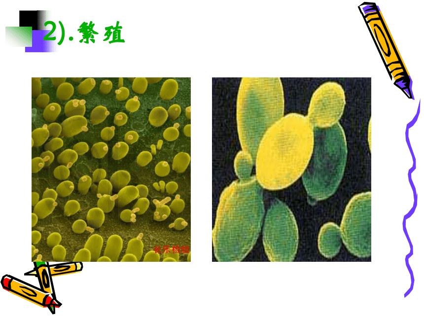 高中生物人教版 选修1课题1果酒和果醋的制作 课件 (49张)