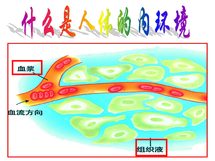 上海版八年级上册生物  1.2.2 人体的内环境 课件(17张PPT)
