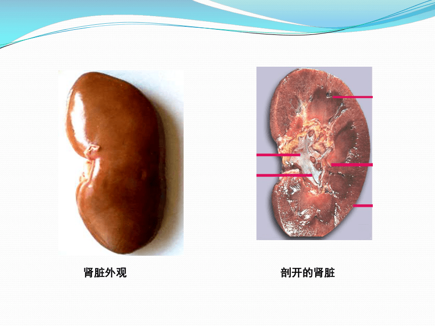 第五章 人体内废物的排出 课件（共38张PPT）