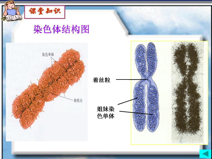 減數分裂過程中的染色體行為