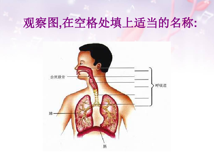 人教版七下生物 3.1呼吸道对空气的处理 课件(27张PPT)