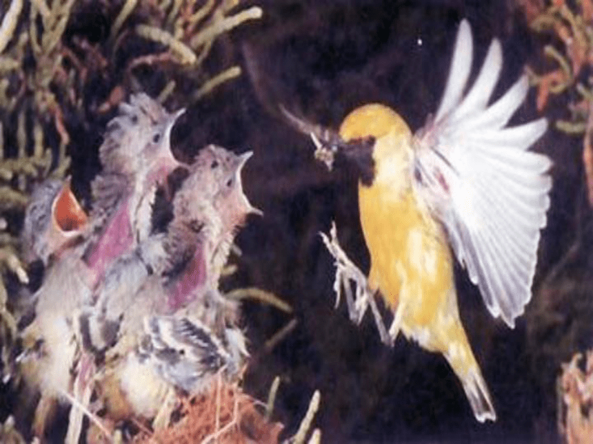 第四节鸟的生殖和发育