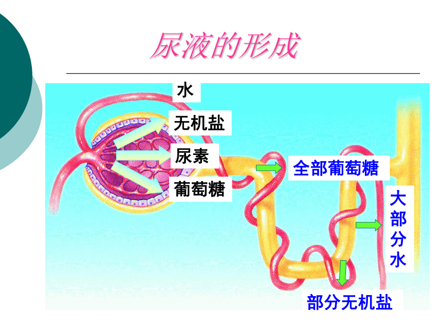 人教七下生物第四单元第五章人体内废物的排出PPT课件(共27张PPT)