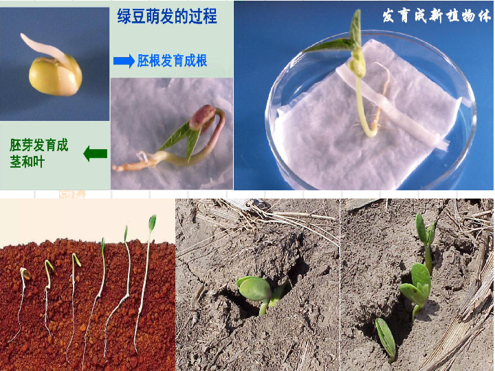 六年级生物第一章第三节种子植物2课件30张ppt