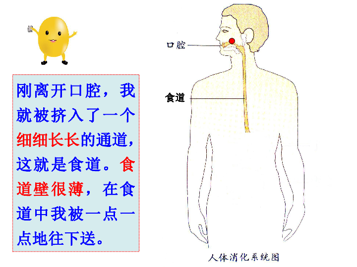 1《食物到哪里去了》 课件（24张PPT）