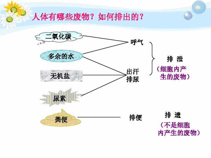 人教版七年4.5人体内废物的排出课件（24张ppt）