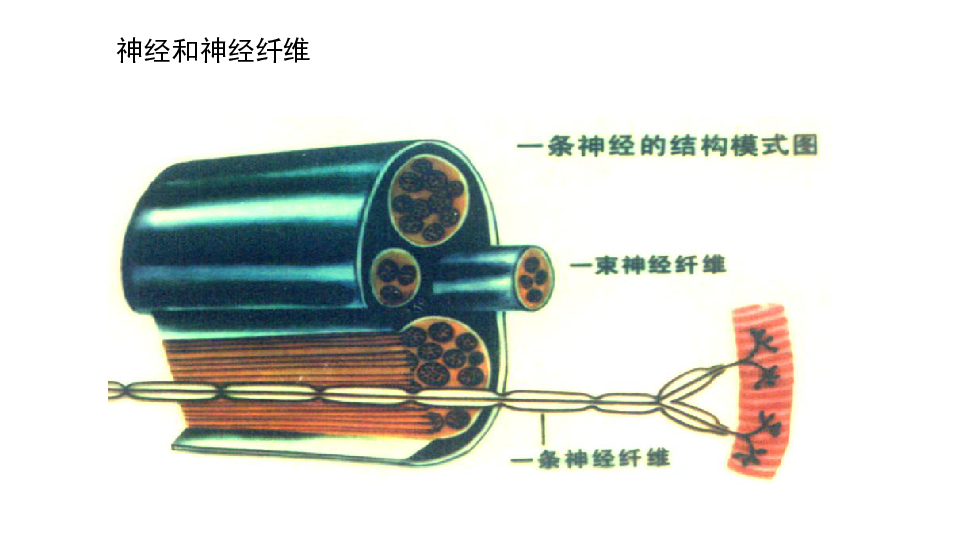 人体生命活动的 神经调节(共37张PPT)