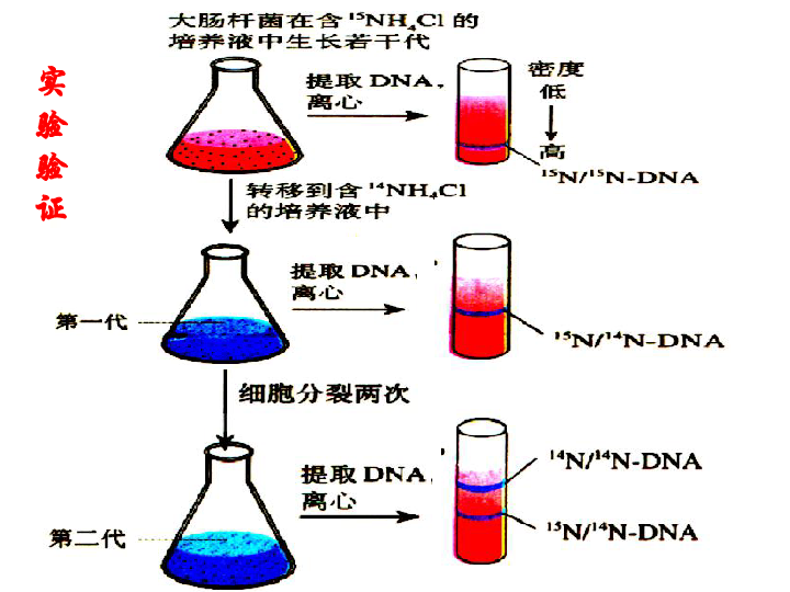 dna的复制 ①真核生物:②原核生物:③病毒:3,场所:2,时间:细胞核,线粒