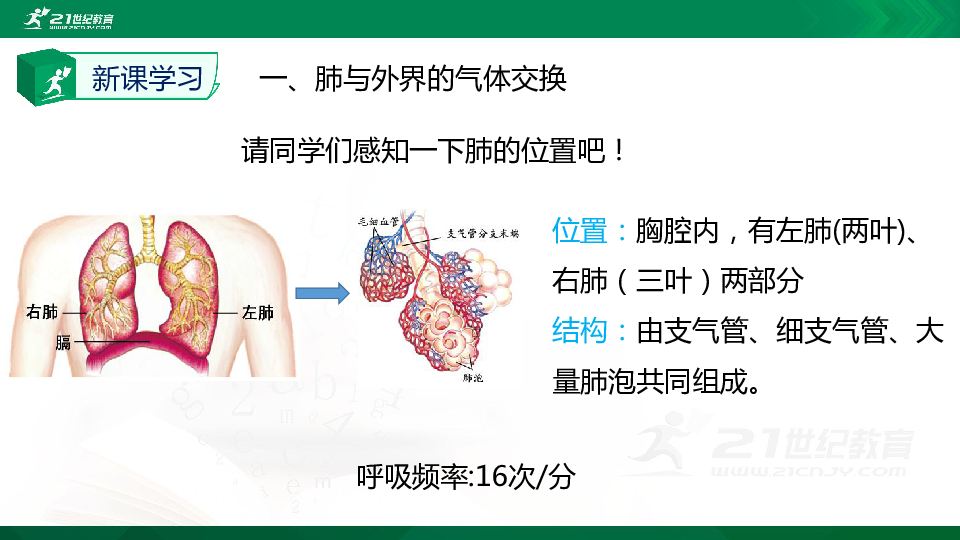 第四单元第三章第二节发生在肺内的气体交换-同步课件（20张PPT）
