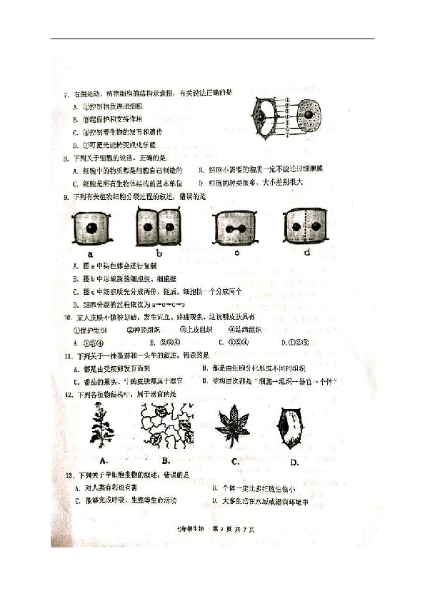 广东省汕头市潮阳区2018-2019学年七年级上学期期末考试生物试题（扫描版，含答案）