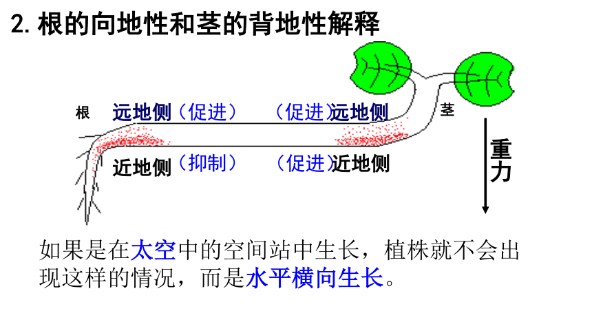 2021—2022学年上学期 高二生物人教版 必修3 3.2生长素的生理作用  课件 （17张ppt）