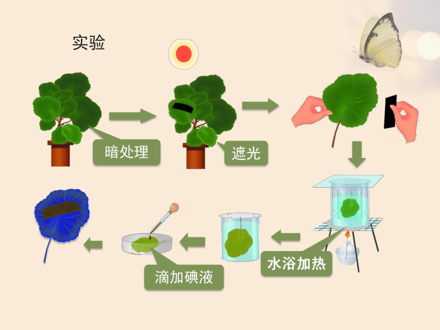 人教版七年级生物上册3.4绿色植物是生物圈中有机物的制造者课件（共22张PPT）