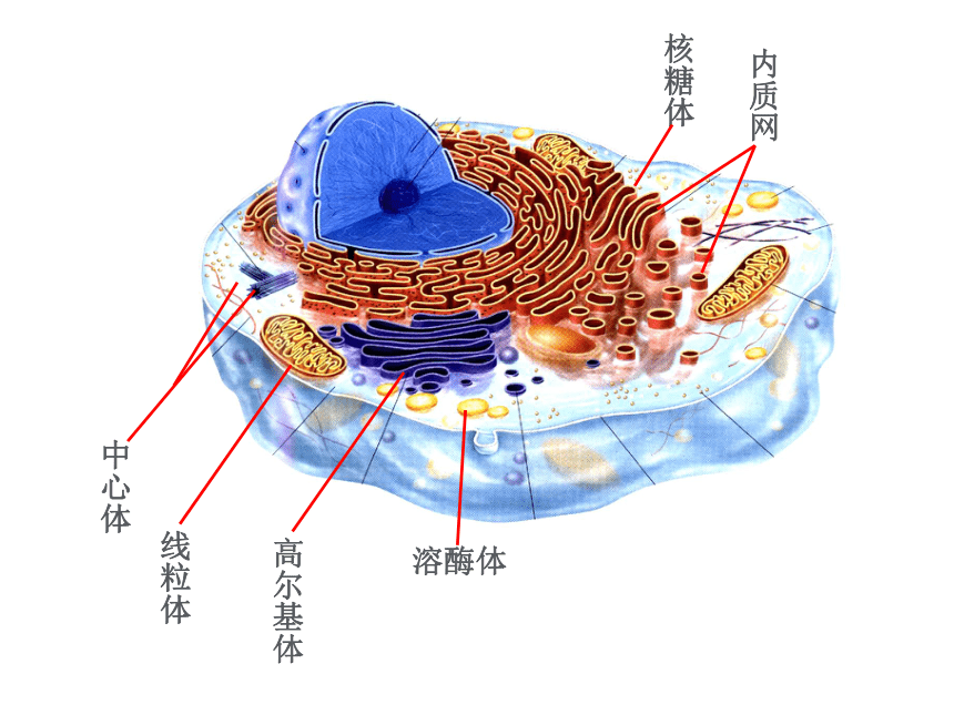 人教版高中生物必修一第三章第二节细胞器课件（32张）