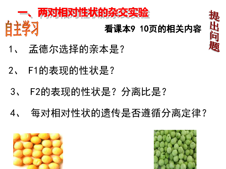 人教版高中生物必修二 1.2《孟德尔的豌豆杂交实验（二）》