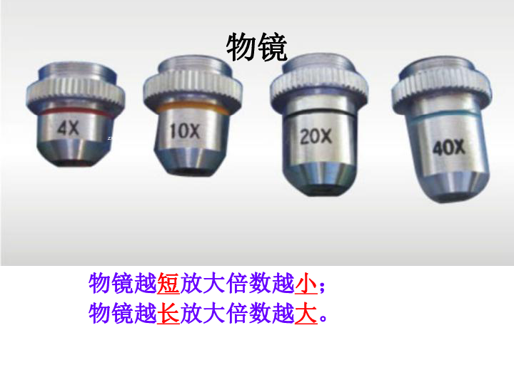 鲁科版六年级上册生物2-1-1练习使用显微镜 课件（36张PPT）