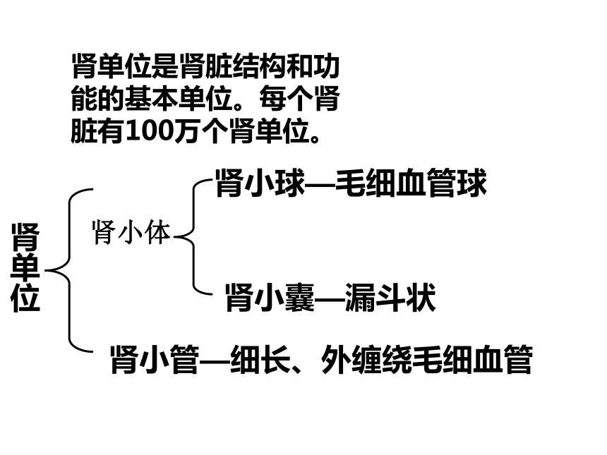 11.2 尿的形成与排出 课件