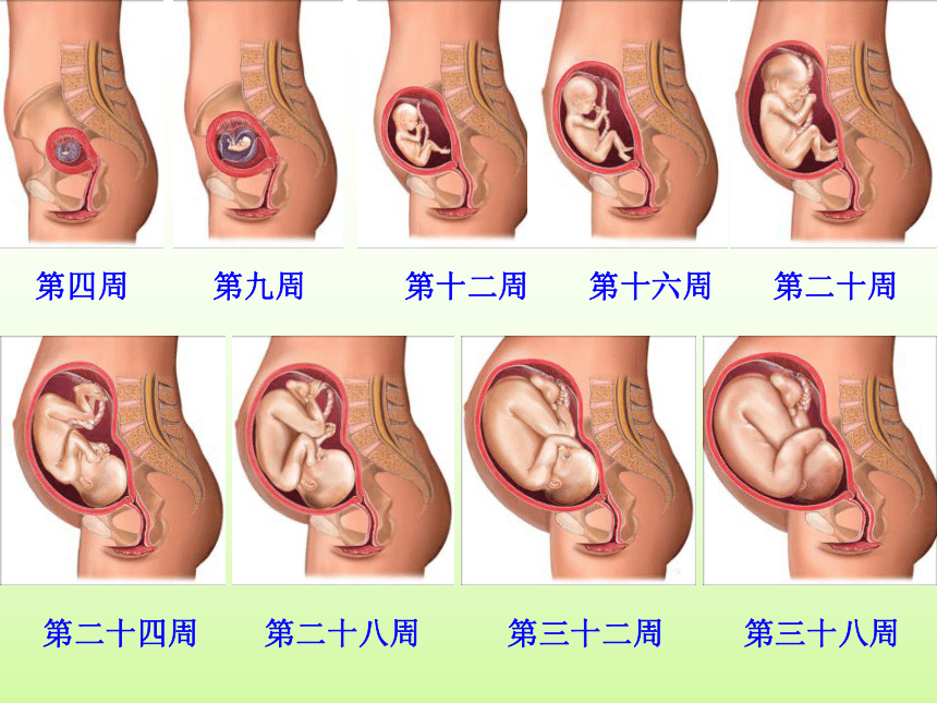 科学五年级下苏教版3.3我是怎样出生的课件1